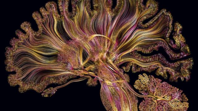 Neuroștiința din spatele adicției